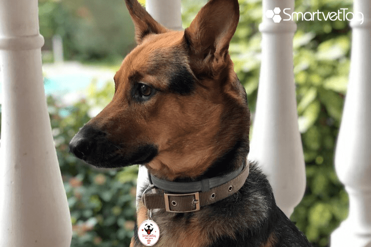 Kaybolan Köpeğinizi Bulmak İçin Adım Adım Rehber