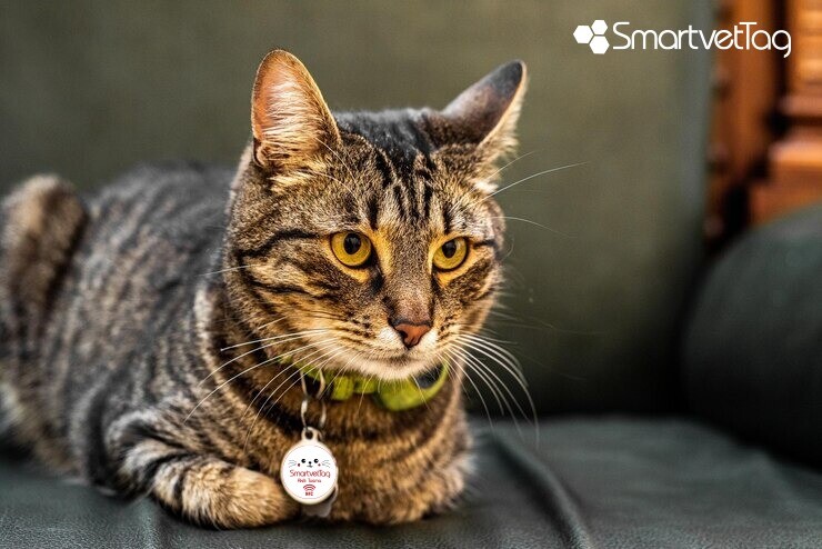 Kaybolan Kedinizi Bulmak için Adım Adım Rehber